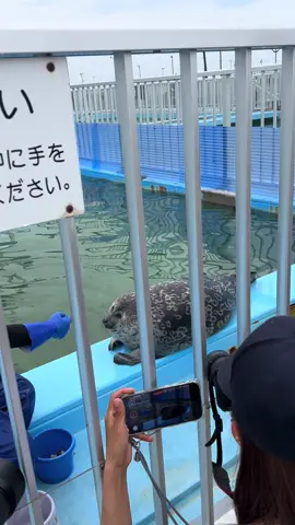 Yo-chan gyu!! kawaii #yochan #seal #アザラシ #tokkaricenter #とっかりセンター 