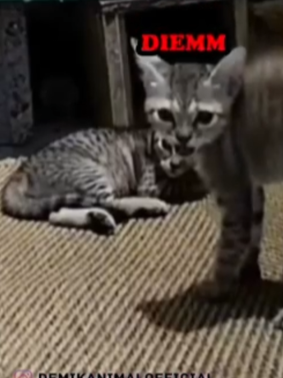DIAM 🤣 #dubbinglucu #demikanimal #dubbing #kucing #videoviral @Demik Animal Official 