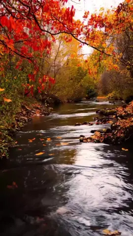 autumn  #calm #relax #foryou #nature 