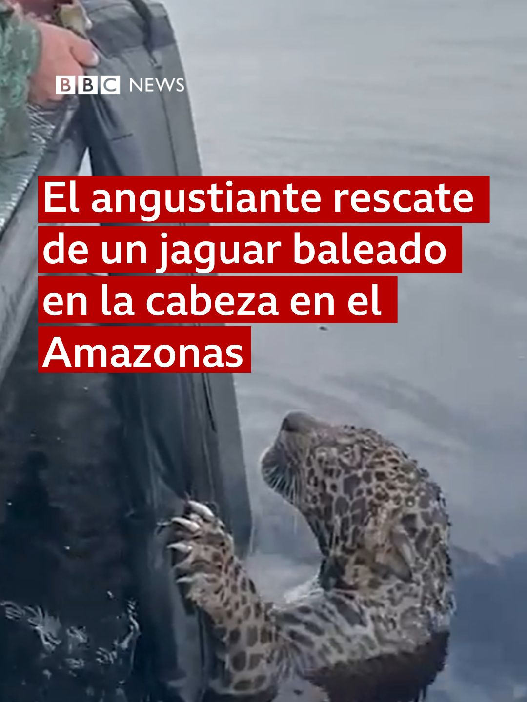 Le dispararon en la cabeza y sobrevivió. 🐆 Se trata de un jaguar que llevaba horas nadando en el Río Negro, en el corazón del Amazonas, cuando los pasajeros de las embarcaciones alertaron a las autoridades. Tras su rescate, un examen reveló que tenía más de 30 fragmentos de plomo en el cuello y la cabeza y que también había perdido varios dientes tras ser baleado. Hoy se recupera en un zoológico privado de Manaos, Brasil 🇧🇷, pero su caso refleja los desafíos que enfrenta la fauna amazónica ante la expansión humana. #Amazonas #Brasil #jaguar #fauna #BBCMundo