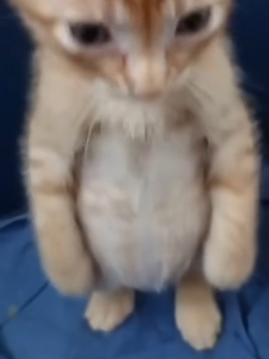 #beniöneçıkart #viralvideo #kesfetteyiz #cat #pantalonlarımyoktufakirdim 