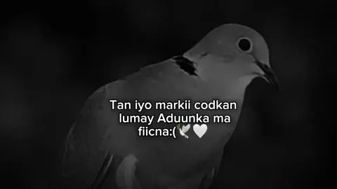 ... #fypviral #fyシviral #maahiz #foryou #foryoupage 