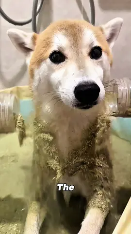 The man had bathed his dog with catnip, wanting to see how the cats would react.#pets #dog 