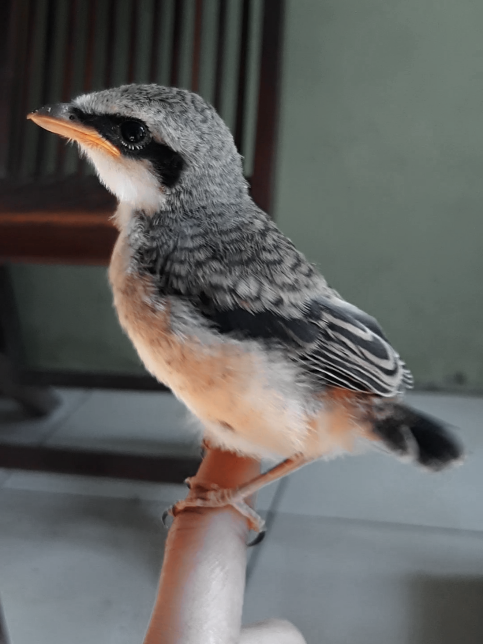 trotolan anakan burung cendet  #cendet #cendetmaniaindonesia #cendetmania #kicaumania #kicaumaniaindonesia 