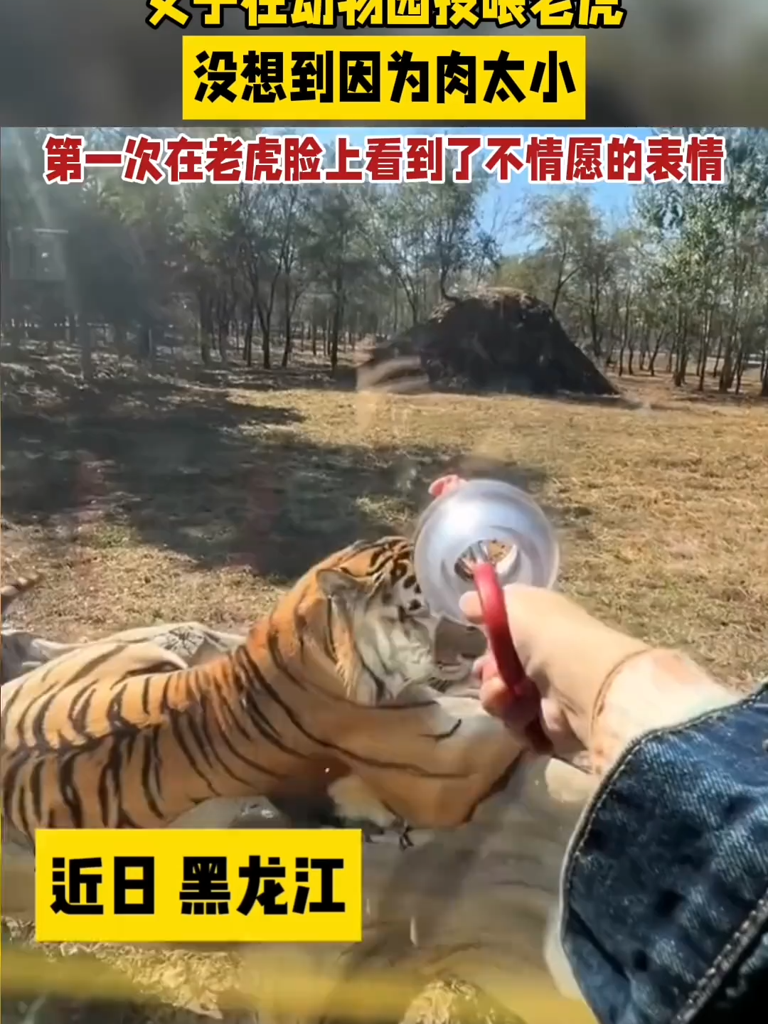 女子在动物园投喂老虎，没想到因为肉太小，第一次在老虎脸上看到了不情愿的表情。（来源：新华社、南丰县融媒体中心）#中国蓝国际culture