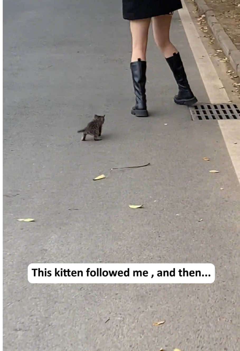 This kitten followed me home and was adopted by my dog🐶🐶🐱🐱#tiktok #animals #fyp #cute #pet 