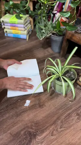 चमेलीको फूल, बैजनी रुमाल #subinbhattarai #newbook #fyp  @Subin Bhattarai 