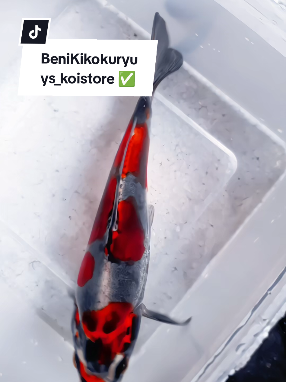 BENIKIKOKURYU 🔥 #koiblitar #koiindonesia #japanesekoi #koipond #koifarm 