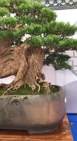 Á quân. chưa tới 10 tỏi
