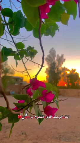 #تصويري_احترافي_الاجواء👌🏻🕊😴 