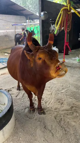 พร้อมสุดๆ26นี้#แดงพยัคฆ์เทวา แมมมอธ