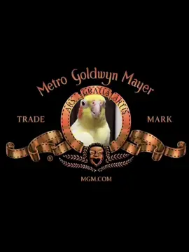 #Meme #cockatiel #parrot #birds #pet #birdsoftiktok 