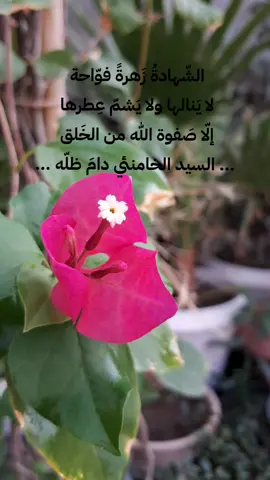 💚🌺. #السيد_علي_الخامنئي #زهرة #viral #fyp #foryou 