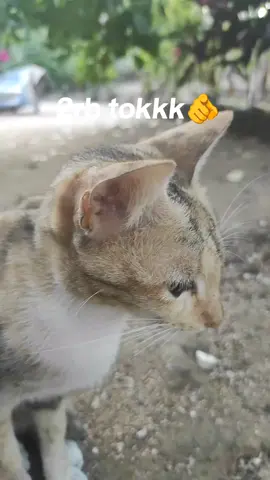 #fouryoupage #fyp #xybca #fytiktok 