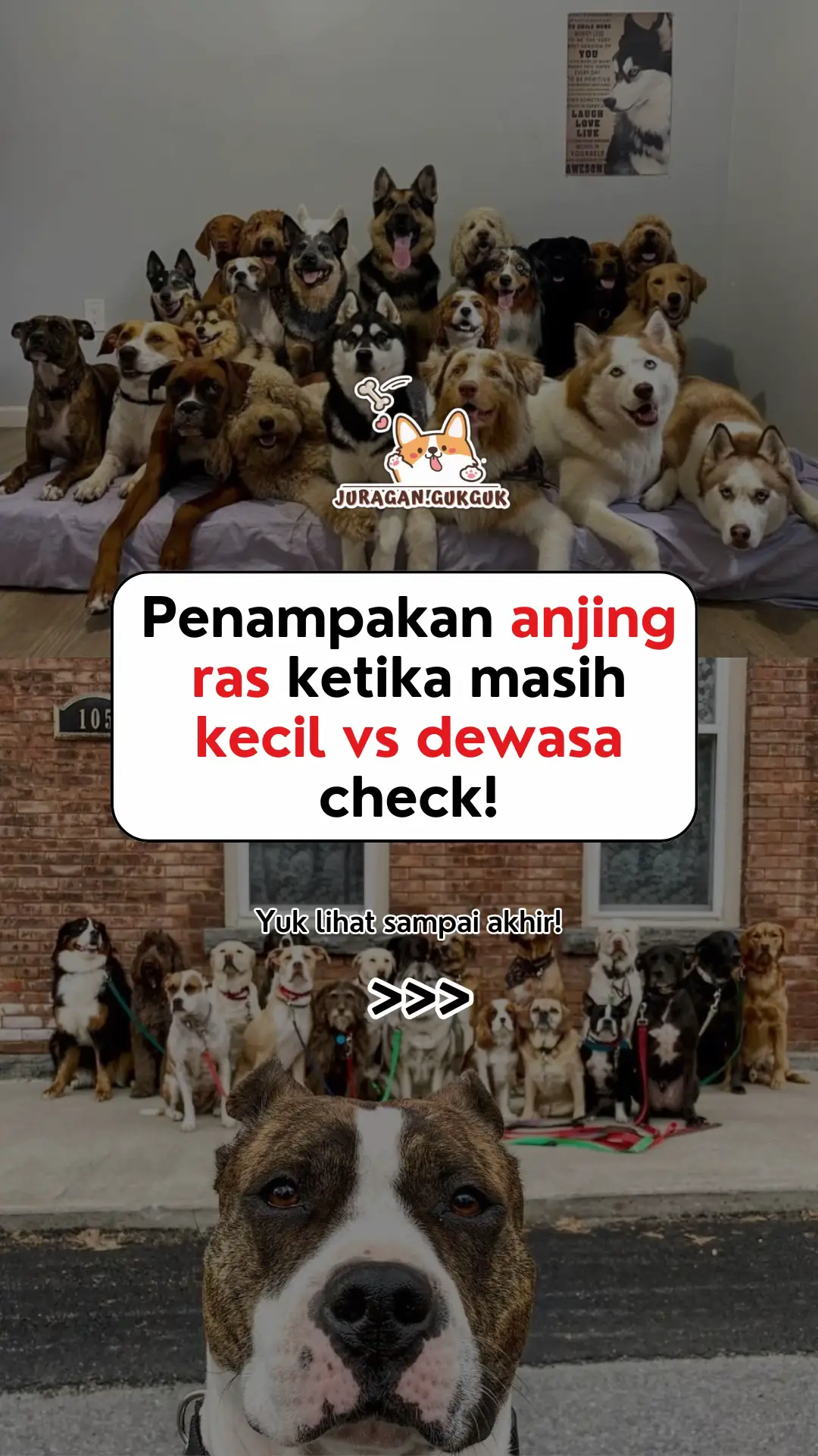 #dog #doglover #information #puppy #fyp 