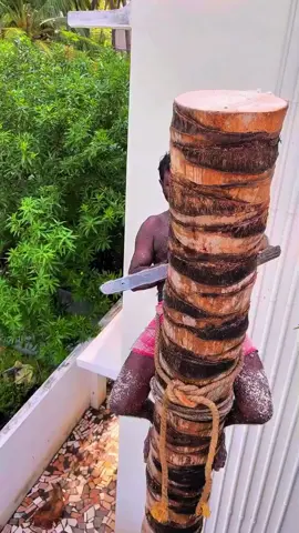 #treecuttining #chainsaw #1mlionveiws #fypシ゚viral 