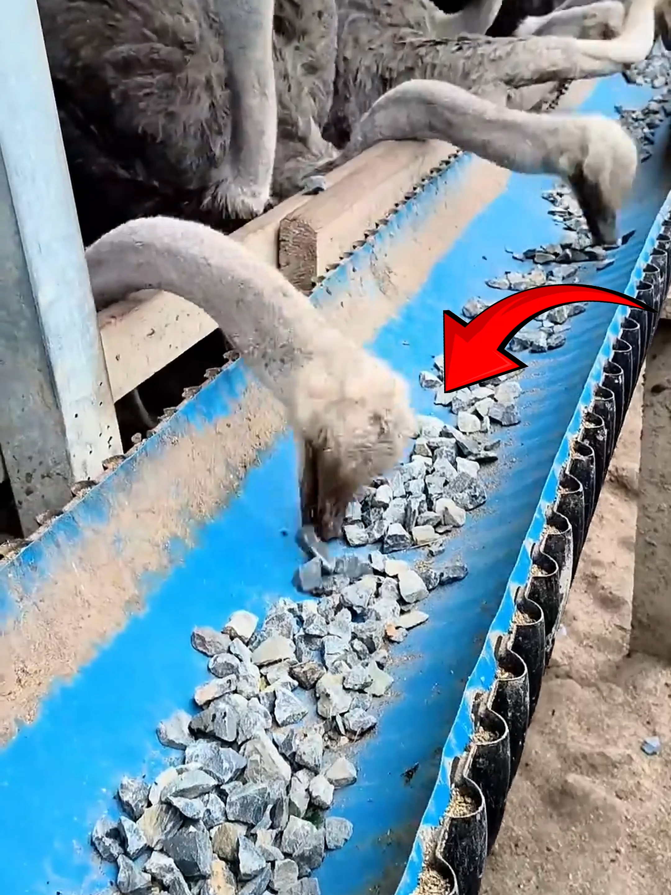 Why do Ostriches Eat Stones? Follow Our Social Media: TT: @el_nino_tv IG: el_nin0_tv FB: El Nino TV YT: EL NINO TV #ostrich #ostriches #farming  #farm #egg #eating #stone #zoo #animals #animalsfacts #fyp #fypシ゚