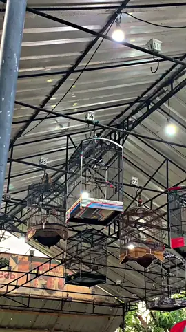 perdana gantang lagi panglima 1-1-3 jubah baru #promomakan1010 #konsletteam #kacermaniaindonesia 