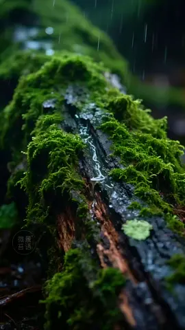 Moss in Rain ❤️ #asmrsounds #naturesounds #naturevibes #scenery #woods 
