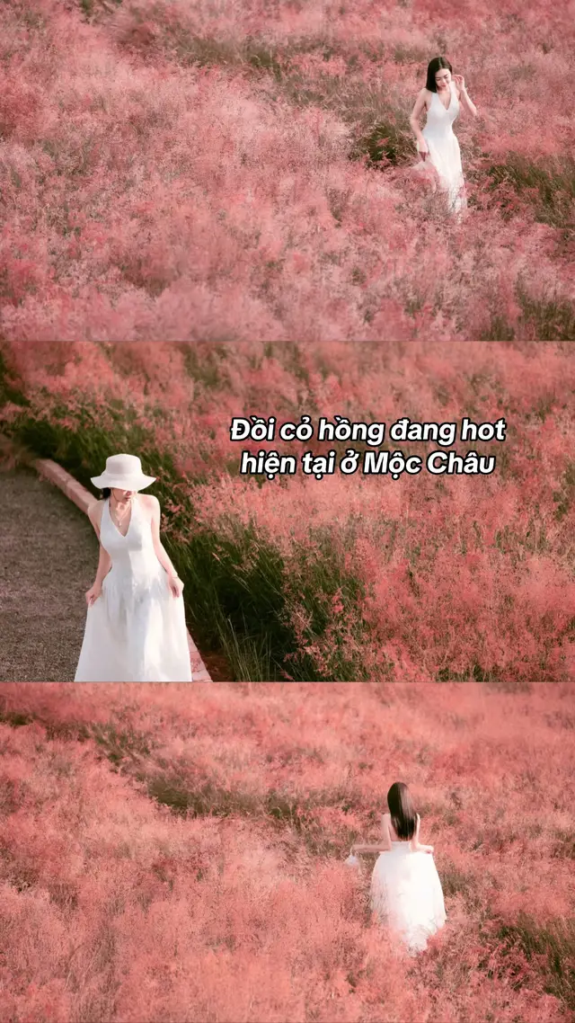 Đồi cỏ hồng đang hot hiện tại ở Mộc Châu 🌿 #thenovember #mocchau 