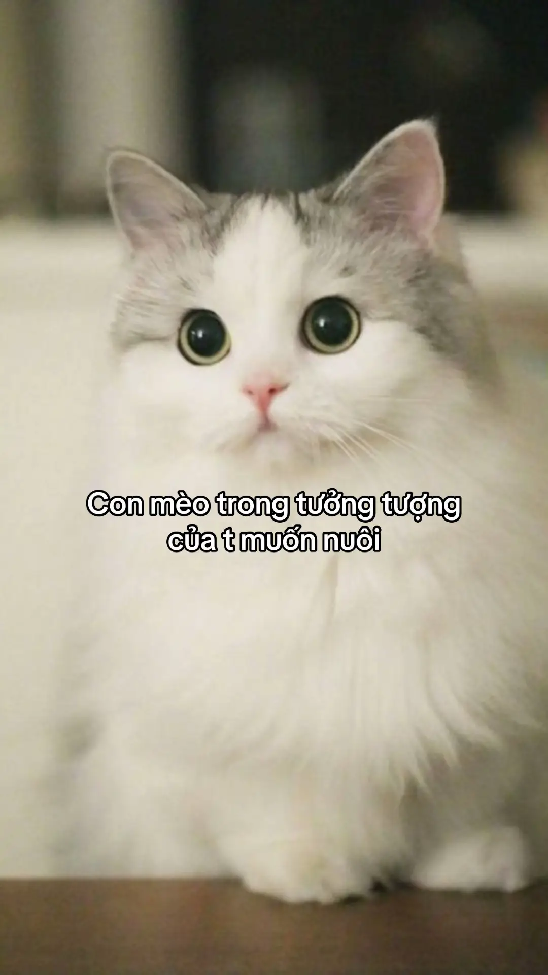#meow #TikTokAwardsVN #fyp 