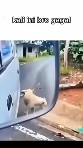 tidak semudah itu anjing #memestiktok #meme #memesdaily #fyppppppppppppppppppppppp #anjinglucu 