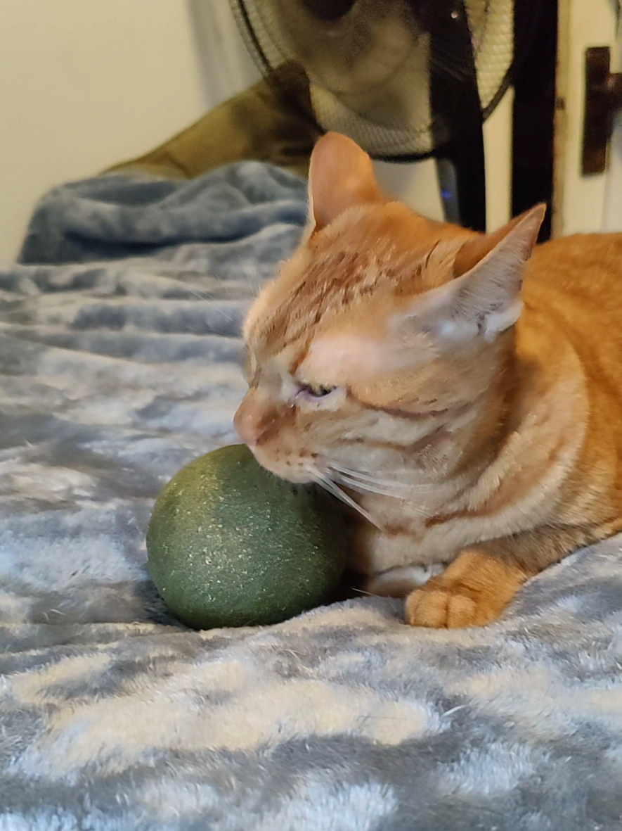 these guys cannot get enough of this cat nip ball 🤩🐈‍⬛🎁🎉 #cats #catlover #girlmom #boymom #trending 