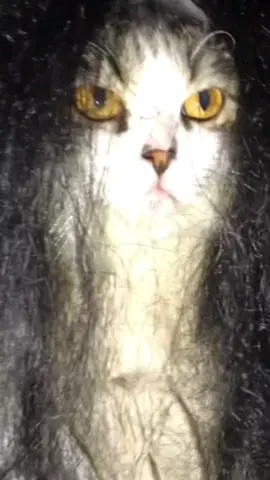 Mama kunti lagi 👻👻 #fyp #viral #usingcloath #kucing #