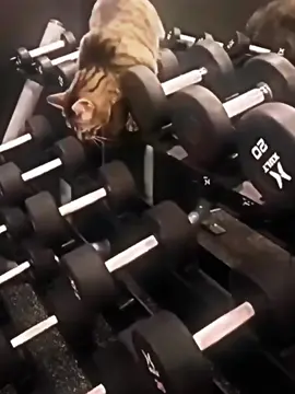 Cats can do things #cat #gym #edit #trollface 