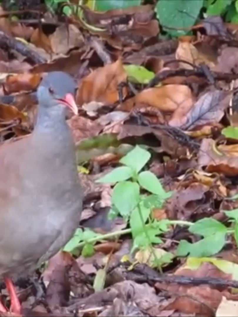 Canto do inhambu-chororó #inhambu #aves #passaros #passarinho
