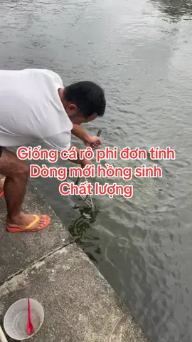 RÔ PHI ĐƠN TÍNH GIỐNG DÒNG MỚI chất lượng cho các bác xuống giống.#carophidontinh #giongcarophi#rophigiong #xuhuongtiktok #cagiongminh 