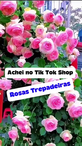 Clique no Carrinho Laranja no Vídeo para Garantir as suas Sementes de Rosa Trepadeira.