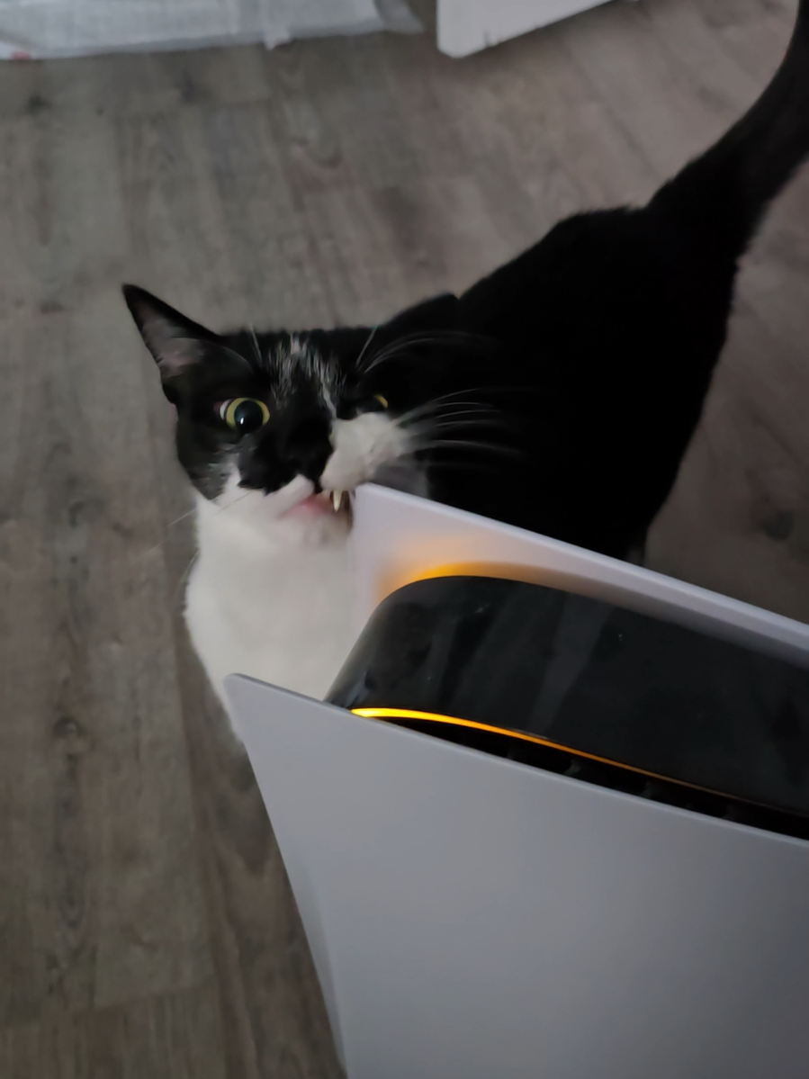 Cookie being a nuisance as usual. Staring right at me too 😺 #tuxedocat #ps5 