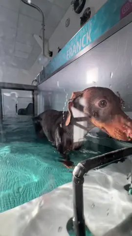 Fast and furious - dog in the water #fyp #dog #play #dachshund 