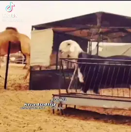 #غنم_نجد #النجد_الاصيله #الشعب_الصيني_ماله_حل😂😂 #خروف_نجدي 