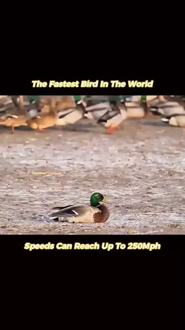 The fastest bird in the world, speed can reach up to 250mph. #fyp 