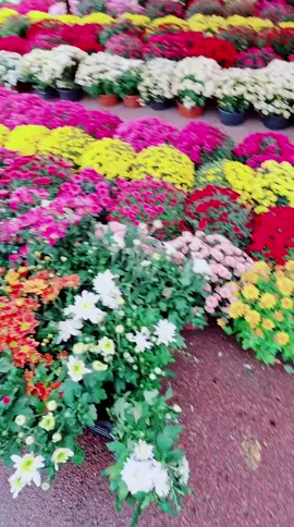 Təsəffür et ki 1 günlük Cənətdəsən🤩