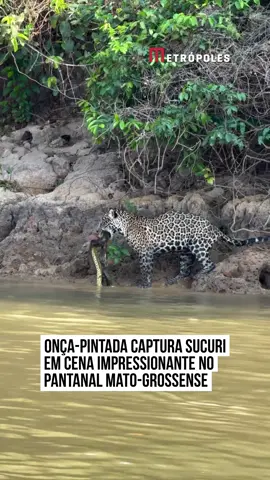 🐅🐍 No coração do #Pantanal mato-grossense, uma cena impressionante da vida selvagem foi flagrada pelo guia de turismo Yco Campos. Durante um passeio de barco pelo rio #Piquiri, no Parque Estadual Encontro das Águas, uma #onçapintada, batizada de #Abril, foi registrada no exato momento em que capturava uma sucuri. O flagrante ocorreu no último domingo (5) e encantou turistas. 