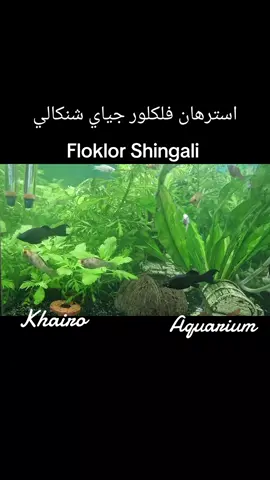 #قبال_ابو_عطو #قبال #Floklor_shingal #استرهان_فلكلور_جياي_شنكال #استرهانى_فلكلوري_شنكالي 