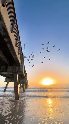 #sunrise #beach #birds #ocean #waves 