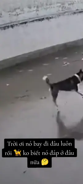 Chó 🐕 cũng biết bay nữa. ko biết nó đáp ở đâu 🤔