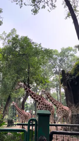 Lumayan buat prank temenmu, biar dikira lagi jalan jalan padahal mah dirumah 😂 📍Kebun Binatang Ragunan, Jakarta Selatan #videomentahan #prankvideo #fyp #kebunbinatang #ragunanzoo 