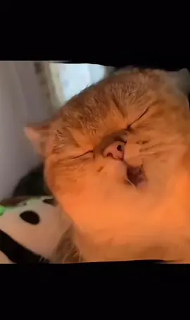 要爸爸！我要爸爸！😍 #mèodễthương #cute #viraltiktok #xuhuong 