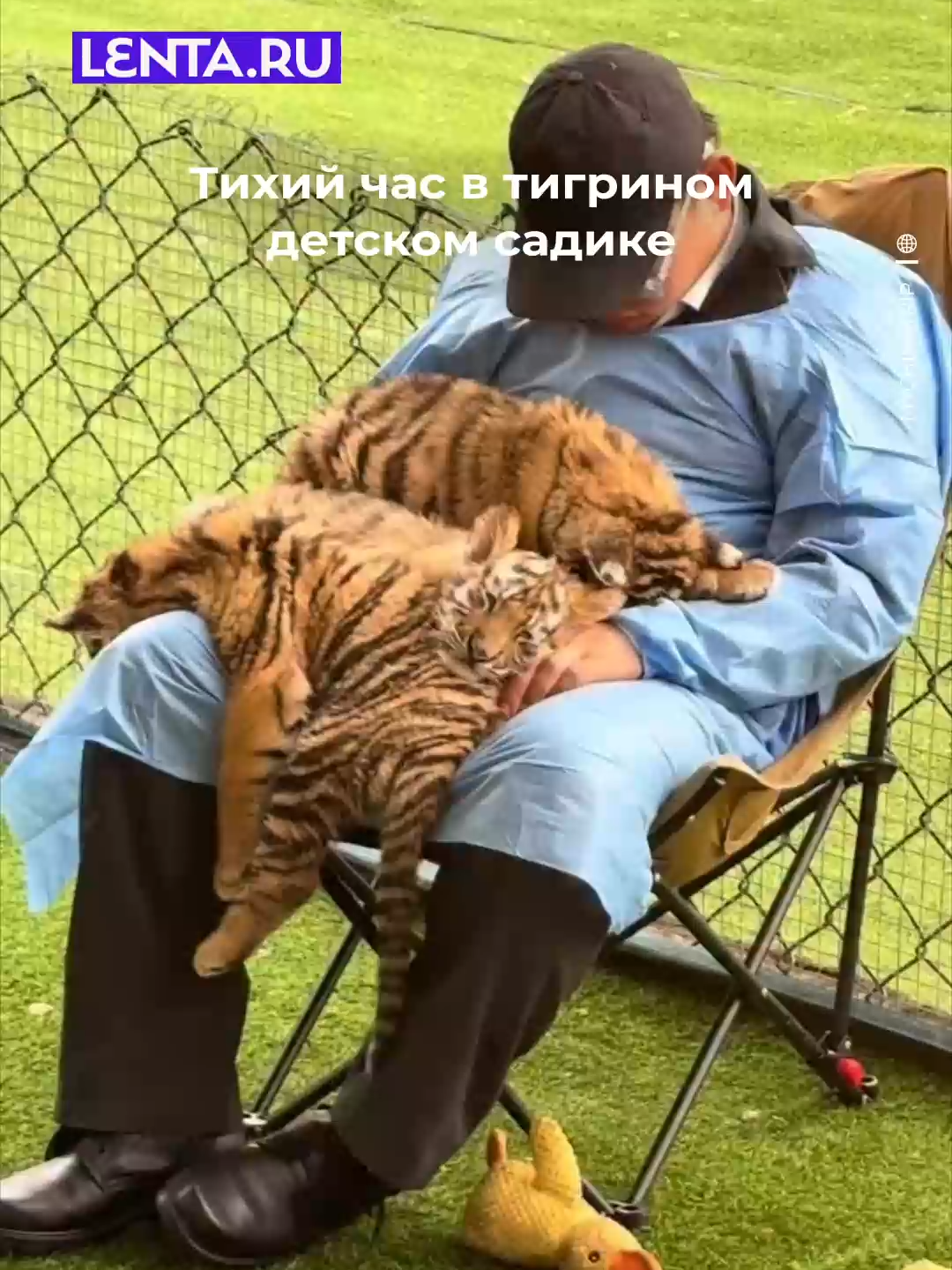 Спят усталые тигрульки💕😍