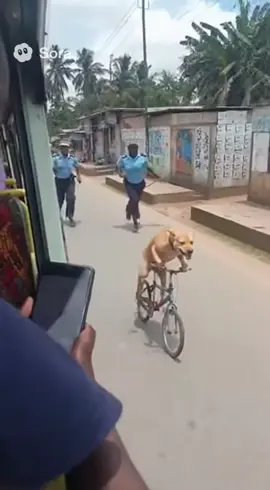 Mbwa ameamua kuwashinda wote kwa baiskeli! 🐕🚲 Hata polisi wameshangaa 😂 East Africa tuna vitu gani hapa? Nani anatoka Kenya anaona hii? 🇰🇪🇹🇿💯 #Kenya #Nairobi #Tanzania #EastAfrica #KenyanComedy    