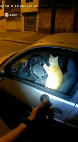 🐱🚔 Quando o policial achou que ia ser uma abordagem tranquila... o motorista era UM GATO 😭💨 O cara (ou melhor, o gato) tava a mais de 100km/h e ainda tentou bancar o inocente com um “miau” super sério 😂 Mas quando o PM mandou “senhor, desça do carro por favor”, o bichano meteu o pé no acelerador e saiu voando! 🐾💨 Se esse vídeo te fez rir, dá o like ❤️, comenta “MIAU” 🐱 pra eu saber que você viu até o final, segue o perfil pra não perder os próximos vídeos 🎬 e manda pra um amigo que ia reagir igual esse gato! 😂🔥 #humor #humortiktok #viralvideos #viraltiktok #gatos 