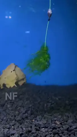 cara ikan nila makn lumut