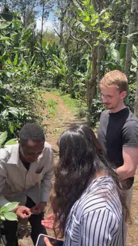 From bean to cup - experience the magic of Tanzania's coffee culture! Walk through lush plantations, meet local farmers, and roast your own cup of fresh coffee the traditional way. e A perfect blend of nature, culture, and taste - all in one unforgettable tour. Available as a day trip. Ready to sip the adventure? Book your coffee tour today with Lobo Africa. #traumreise #safari #coffeelover #coffeetiktok #coffeeaddict 
