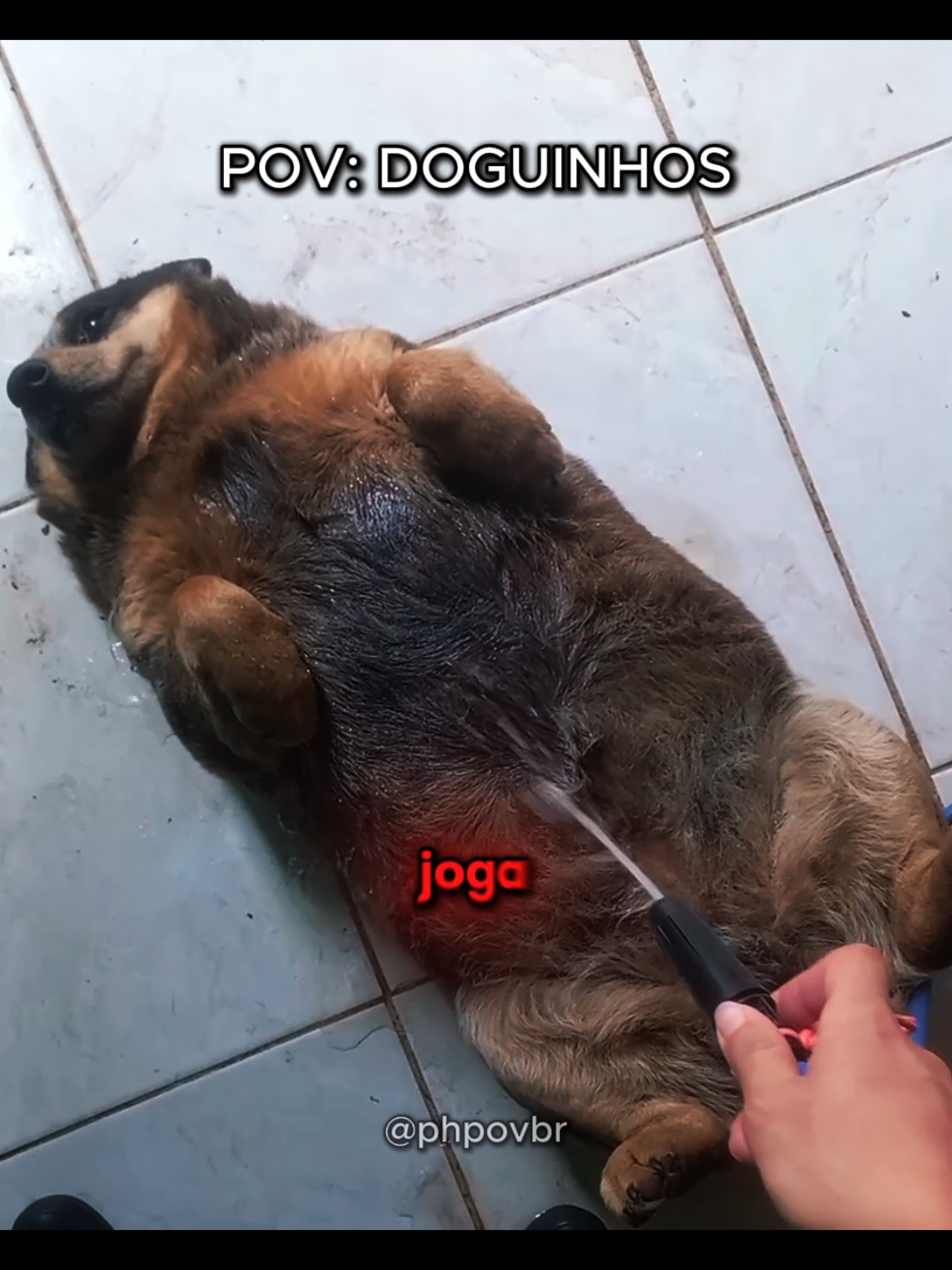 POV DOGUINHOS #pov #dog #doguinho #cachorros #cachorrosengraçados 