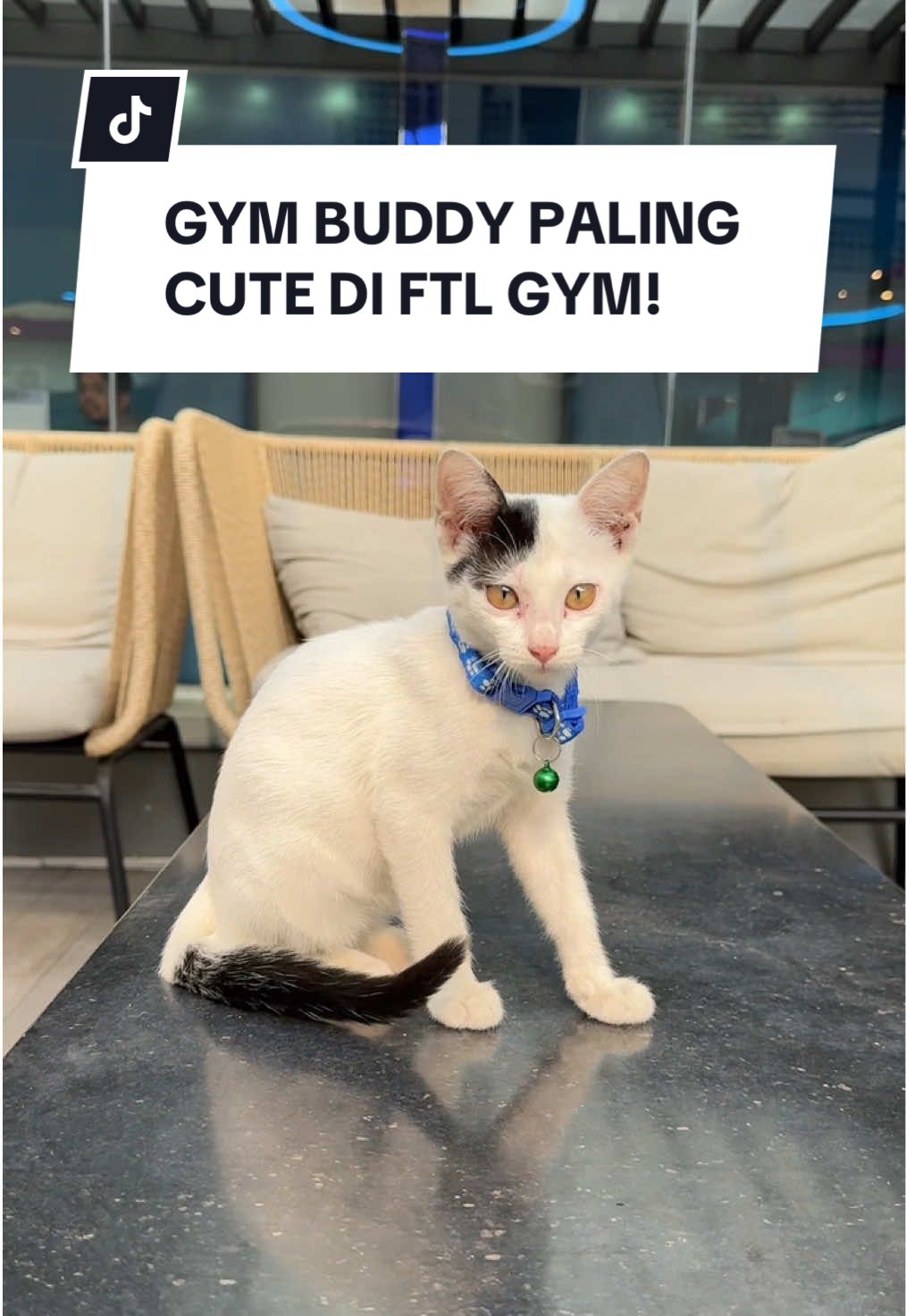 FREE 1 MONTH MEMBERSHIP BUAT KAMU! 🐾💪 Yuk ikutin games seru dari kita! 🎉  Kasih nama paling unik & lucu buat kucing di FTL Satrio dan menangkan FREE 1 MONTH MEMBERSHIP! 🎁✨ Cara ikutan gampang banget: * Nama harus terdiri dari 3 konsonan kata 📝 * Tag teman kamu 👉👥 Kalian bisa ikutan sampai 22 Oktober 2025 ⏰ Nama terunik & terlucu akan jadi pemenangnya! 🏆🐱 Jadi tunggu apa lagi? Yuk langsung tulis nama pilihanmu di kolom komentar sekarang juga! ⬇️🔥 #FTLGym #FTLGymBuddy #FTLBuddyName #Gym24Jam #GymViral 